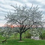 orchard 2017 01